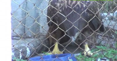 Stire din Social : Video / "Oceanic Club" a salvat un vultur electrocutat