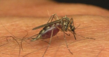 Stire din Actualitate : Virusul West Nile face o primă victimă în Macedonia