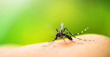 Bilanț ALARMANT. 38 de decese cauzate de virusul West Nile, peste 200 de cazuri de meningite