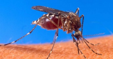 Ce recomandă DSP Constanța în privința virusului West Nile