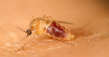 Stire din Sănătate : Primele suspiciuni de îmbolnăvire din cauza virusului West Nile