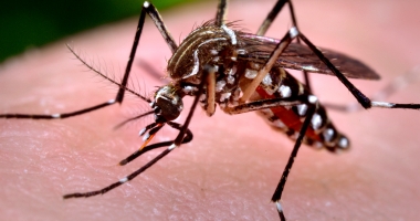 Stire din Social : Virusul WEST NILE lovește din nou în ROMÂNIA