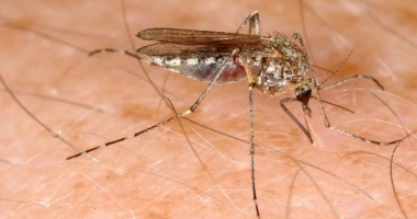 Virusul West Nile a fost confirmat și la Constanța