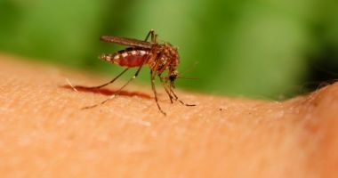 Șase persoane, infectate în ultima săptămână cu virusul West Nile
