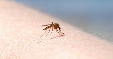 Stire din Actualitate : Încă două cazuri de infecţie cu virusul West Nile raportate în România