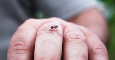 Stire din Sănătate : Măsuri de prevenire pentru infecția cu virusul West Nile