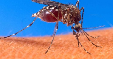 Stire din Sănătate : Virusul West Nile a reapărut în România
