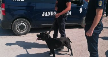 Momente de panică pe plajă! Câine din rasa Amstaff, dezorientat printre turiști, fără botniță!
