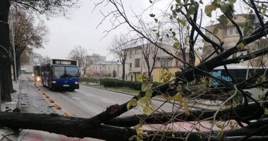 Mai multe linii CT Bus, deviate din cauza unui copac căzut pe carosabil