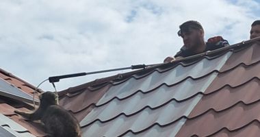 Intervenție inedită. Jandarmii constănțeni au prins un… raton! - 2