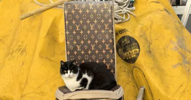 Masacru la Sulina. Aproximativ 20 de pisici, găsite moarte prin otrăvire - 2