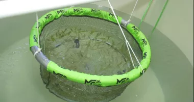 Creveți crescuți în laborator, la Marea Neagră. Proiect românesc pentru hrană sănătoasă și sustenabilă - 2