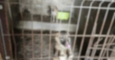 90 de câini găsiți în condiții greu de imaginat. Autoritățile au decis preluarea tuturor animalelor