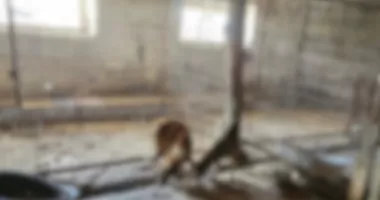 90 de câini găsiți în condiții greu de imaginat. Autoritățile au decis preluarea tuturor animalelor - 3