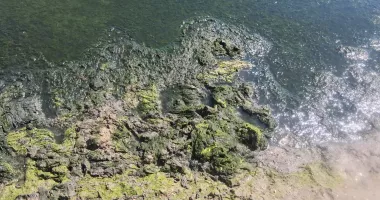 Miros insuportabil pe litoralul românesc. Algele lăsate pe plajă au început să putrezească - 2
