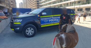 Amendați cu câte 3.000 lei pentru folosirea abuzivă a animalelor, în zona turistică Mamaia Nord - 2