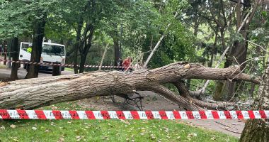 Copacul care a căzut peste o femeie în parcul IOR era verde