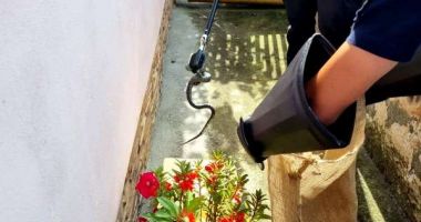 Jandarmii au fost chemaţi să scoată un şarpe dintr-o gospodărie