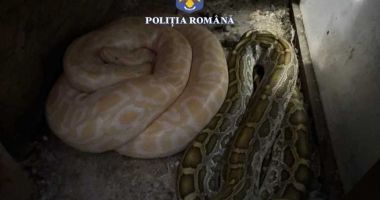 Stire din Eveniment : Percheziţie la locuinţa unui bărbat suspectat că deţinea ilegal şerpi, pe care-i hrănea cu animale vii