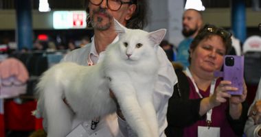 Trei pisici din România, desemnate cele mai frumoase din lume în 2025 - 4