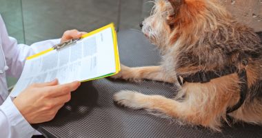 Stire din Social : Vreți să adoptați un câine? De ce acte aveți nevoie