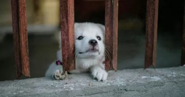 Stire din Social : Câți căței aflați sub grija municipalității au fost adoptați în 2025