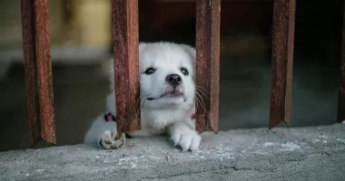 Stire din Social : Cum puteți adopta câini din Adăpostul Public de Animale Abandonate Constanța