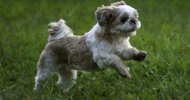 Stire din Social : Eveniment dedicat iubitorilor de animale, în parcul „Oleg Danovski”