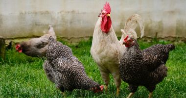 Stire din Social : Opriţi gripa aviară înainte să ajungă în curtea voastră! Ce recomandă specialiştii