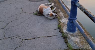 Stire din Eveniment : TULBURĂTOR. Câine de rasă, găsit mort pe malul canalului, în Medgidia. „Cine îl recunoaște să sune la 112”