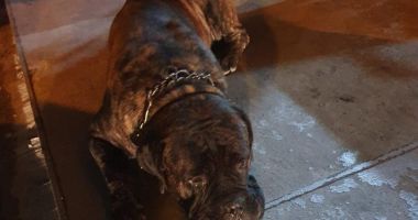 Poliția, chemată într-un restaurant din Constanța pentru un câine de rasă