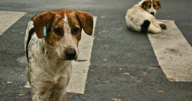 Stire din Actualitate : Eutanasierea câinilor sănătoși ar putea fi interzisă în România. Noi propuneri legislative