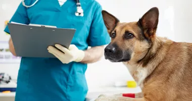 Stire din Social : Aveți un câine? Iată care vă sunt responsabilitățile în acest an