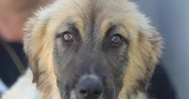 Aron, un cățeluș de trei luni, își caută o familie