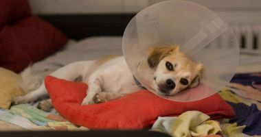 Stire din Social : Campanie de sterilizări gratuite pentru animalele de rasă comună