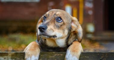 Stire din Social : Constănţenii au adoptat, anul acesta, 221 căței