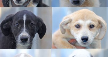 Stire din Social : Căței disponibili pentru adopție gratuită. Dați-le o șansă la viață!