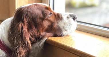 Stire din Social : Oferiți-le un cămin, acum, la sfârșit de an! Adoptați un câine!