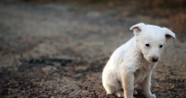 Stire din Social : Campania „Adoptă un cățel” continuă. 400 de suflete îşi aşteaptă stăpânii