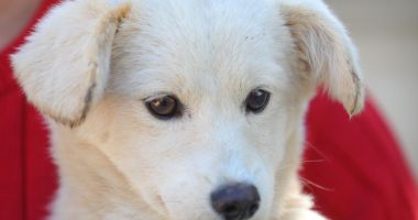 Stire din Social : Apel către iubitorii de animale. Oferiți-le un cămin acestor ghemotoace de blană!