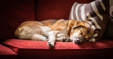 Stire din Social : Faceţi-vă singuri un cadou, înainte de sărbători! Adoptaţi un cățel!