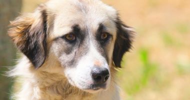Stire din Social : Fiţi eroul cuiva care nu poate cere ajutor! Adoptaţi un suflet blănos!