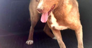 Stire din Social : Peste 400 de suflete aşteaptă să fie adoptate. Luaţi un câine şi veţi avea un prieten loial pe viaţă!