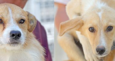 Stire din Social : Sute de căţei așteaptă să fie adoptaţi la Adăpostul pentru animale abandonate din Constanța