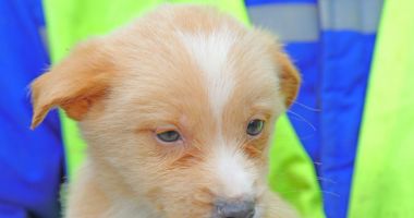 Stire din Social : Poppy și Luna au nevoie de o familie. Cine îi adoptă?