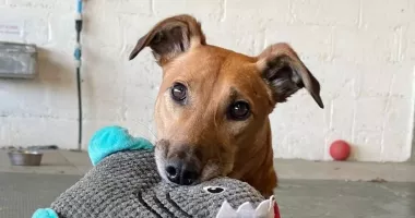 Stire din Social : Mergeți să adoptați un cățel și să câștigați un prieten pe viață!