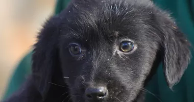 Stire din Social : Sute de suflete mici își caută o familie. Campania „Adoptă un cățel“ continuă la Constanța