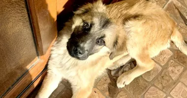 Stire din Social : Adoptați un cățel! Schimbați un destin!