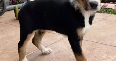 Încă doi căței abandonați și-au găsit familii în Constanța. Campania de adopții continuă