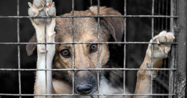 Stire din Social : Sute de câini privesc zilnic cu speranţă, dincolo de garduri. Adoptaţi un suflet blănos!